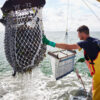 Zeeuwse Mosselen 2kg Biologisch - Afbeelding 2
